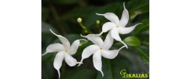 Αιθέριο Έλαιο Γιασεμί (Jasmin grandiflorum)