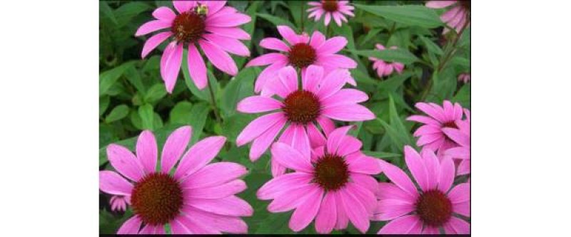 Η echinacea και η σχέση της με το κοινό κρυολόγημα και τις λοιμώξεις του ανώτερου αναπνευστικού